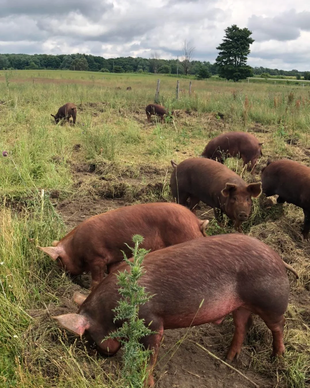 pigs in field