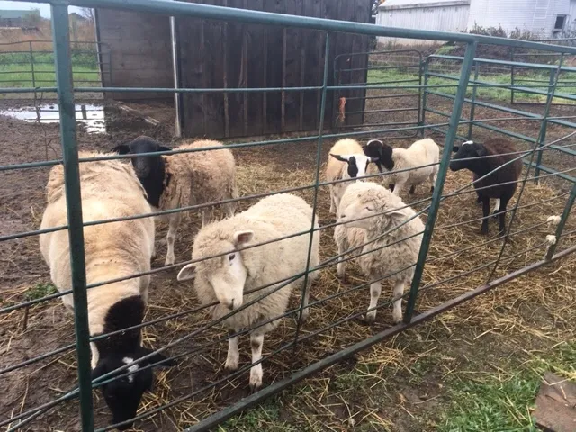 Five Cute Lambs